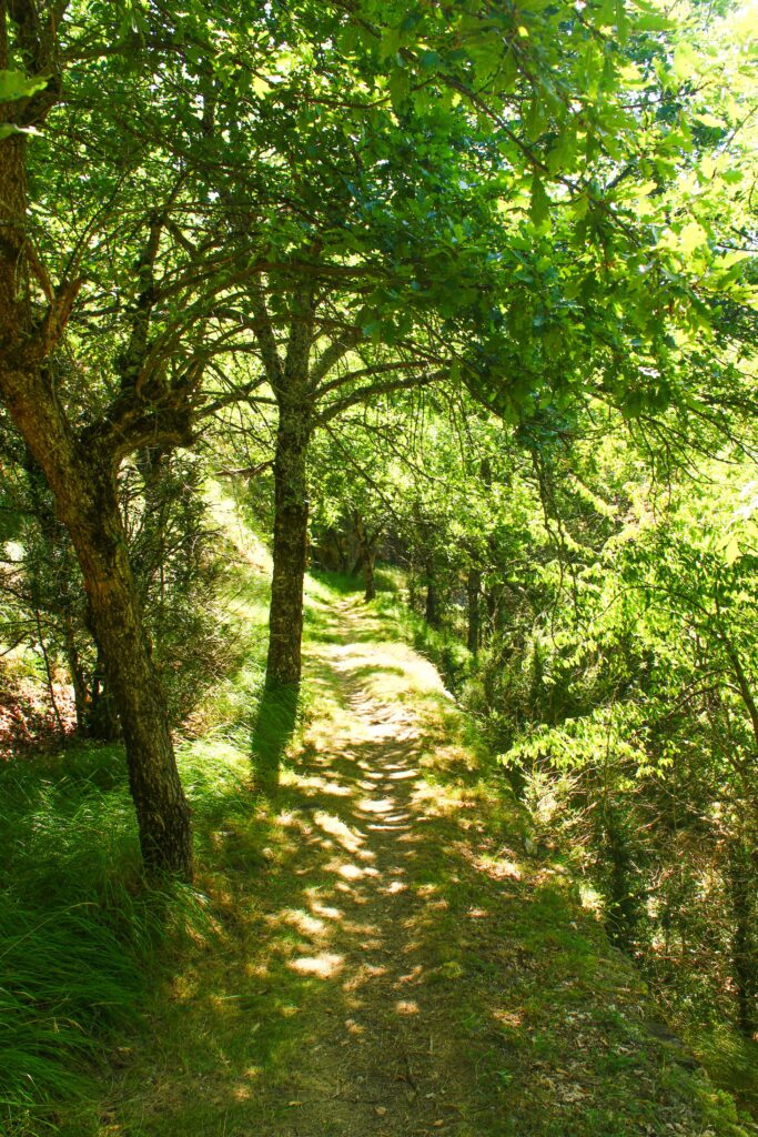 sentier ariégeois en forêt, secteur de Lordat