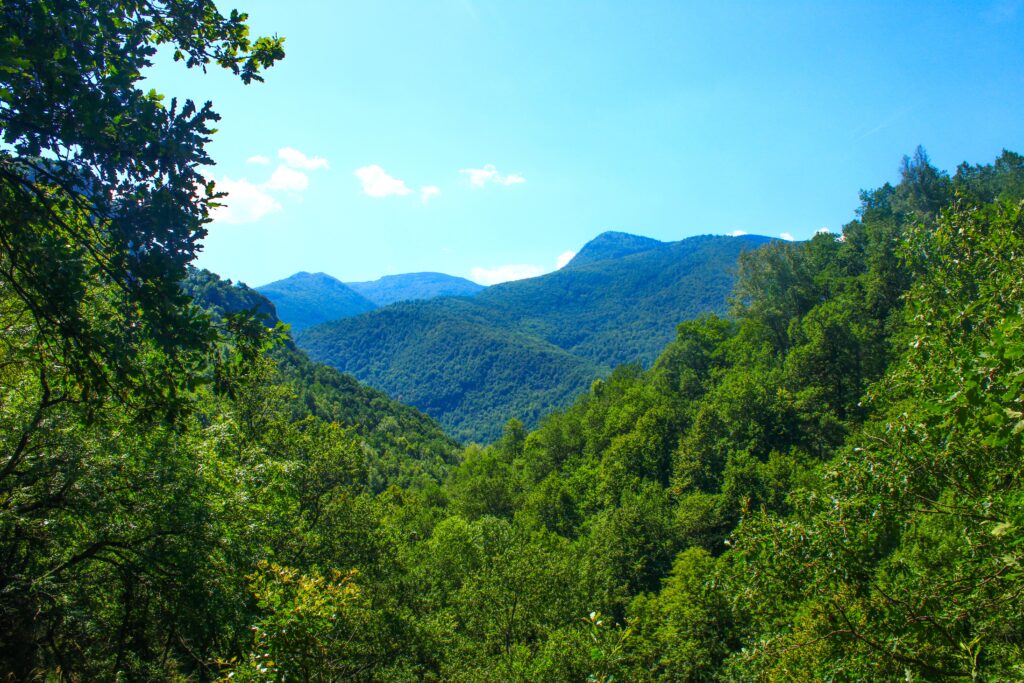 forêts ariégeoises en vallée de l'Ariège
