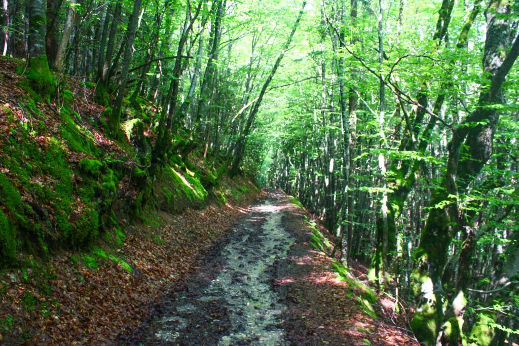 Le bois de Chabonnière, balade au pied du mont Aiguille