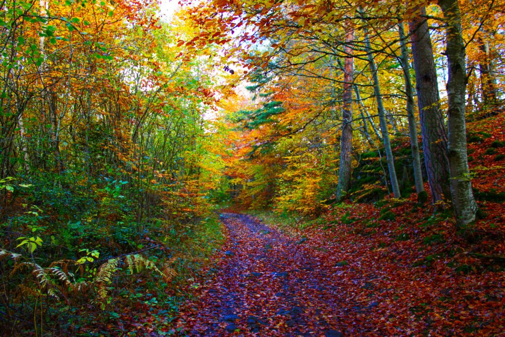 Les couleurs éclatantes des forêts auvergnates en automne
