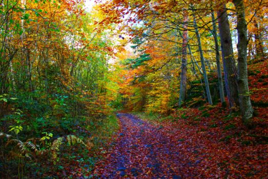 Un trek aux couleurs d’automne : Le GR®441 Tour de la chaine des Puys