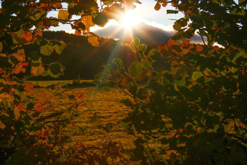 Réveil lumineux un matin d'automne sous la végétation colorée des forêts auvergnates