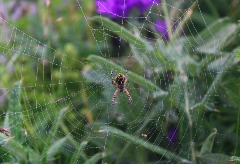 araignée tissant sa toile dans le béarn