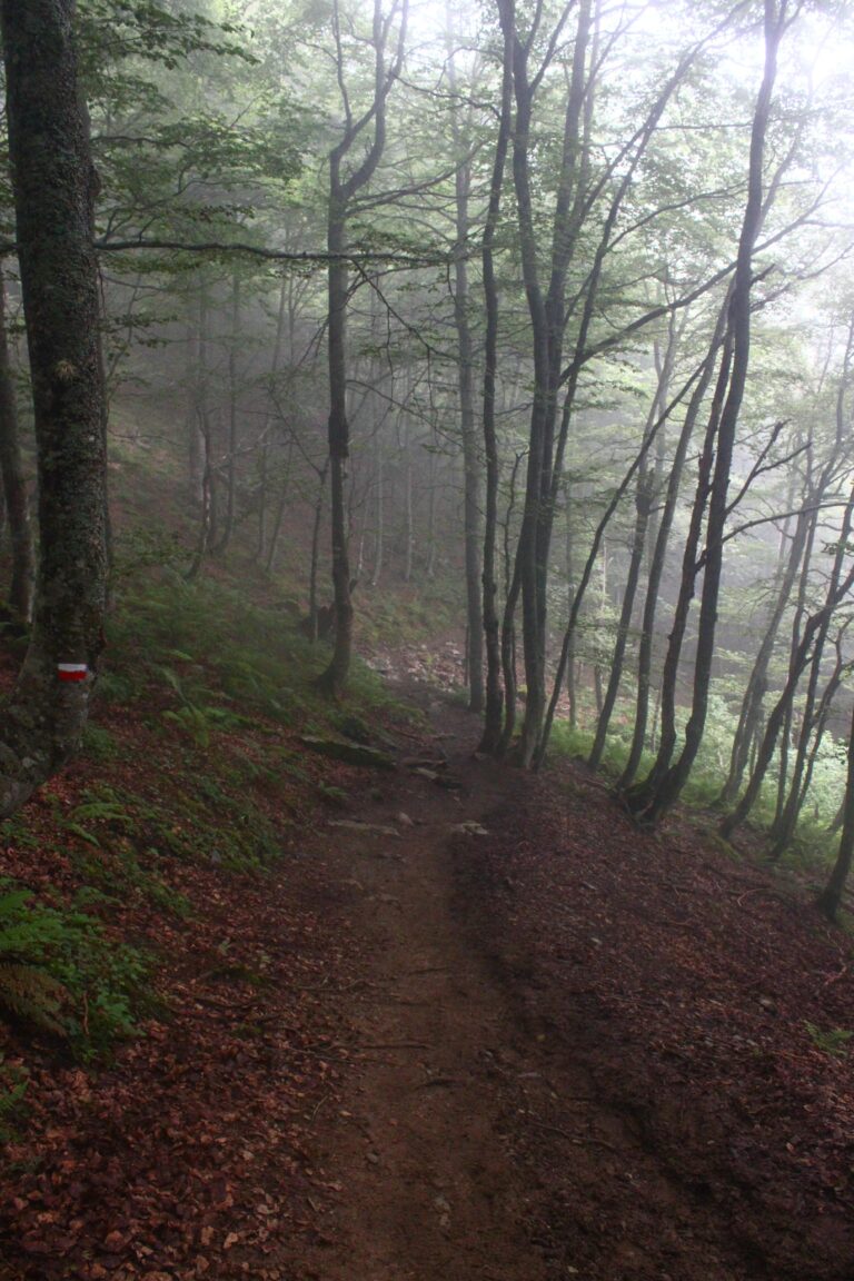 fin de rando dans le bois de Saxe, vers Gourette, sur le GR10