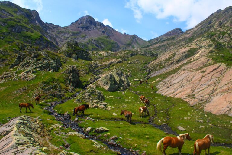 Les chevaux semblent se plaire dans ces montagnes béarnaises