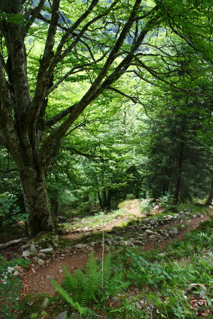 Le sentier descend dans les bois, sous une magnifique forêt en arrivant près de la maison du Valier