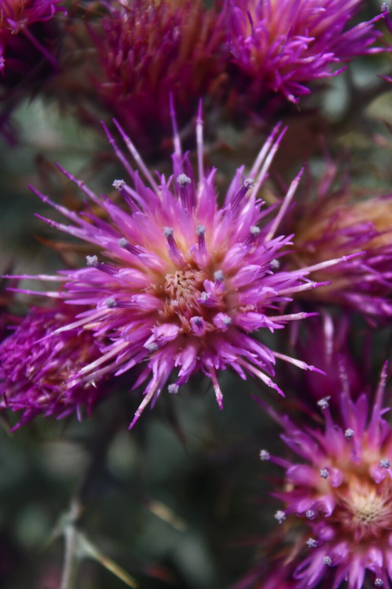 le chardon en pleine floraison en vallées d'ossau