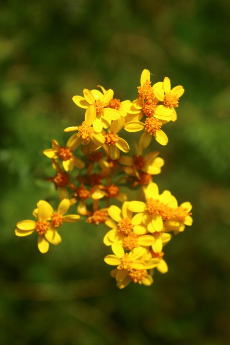 les fleurs apportent de magnifiques couleurs à cette vallée