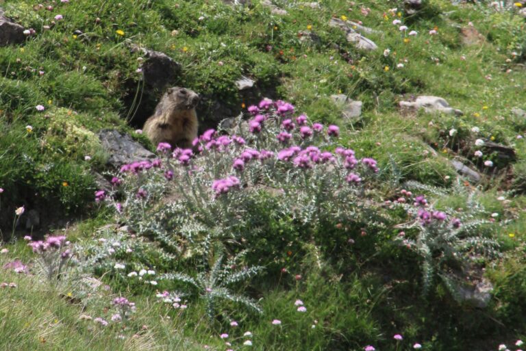 La marmotte siffle et parfois se dévoile dans les montagnes pyrénéennes