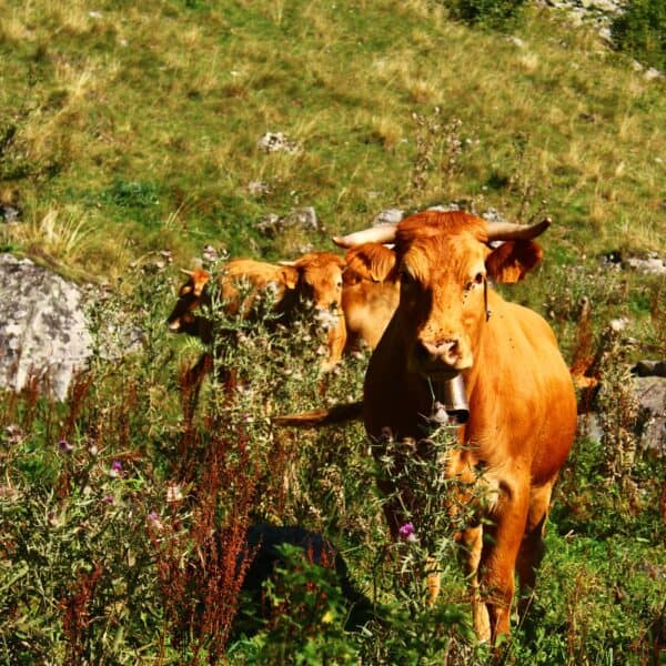 vaches dans le vallon de Peyralade dans le Couserans