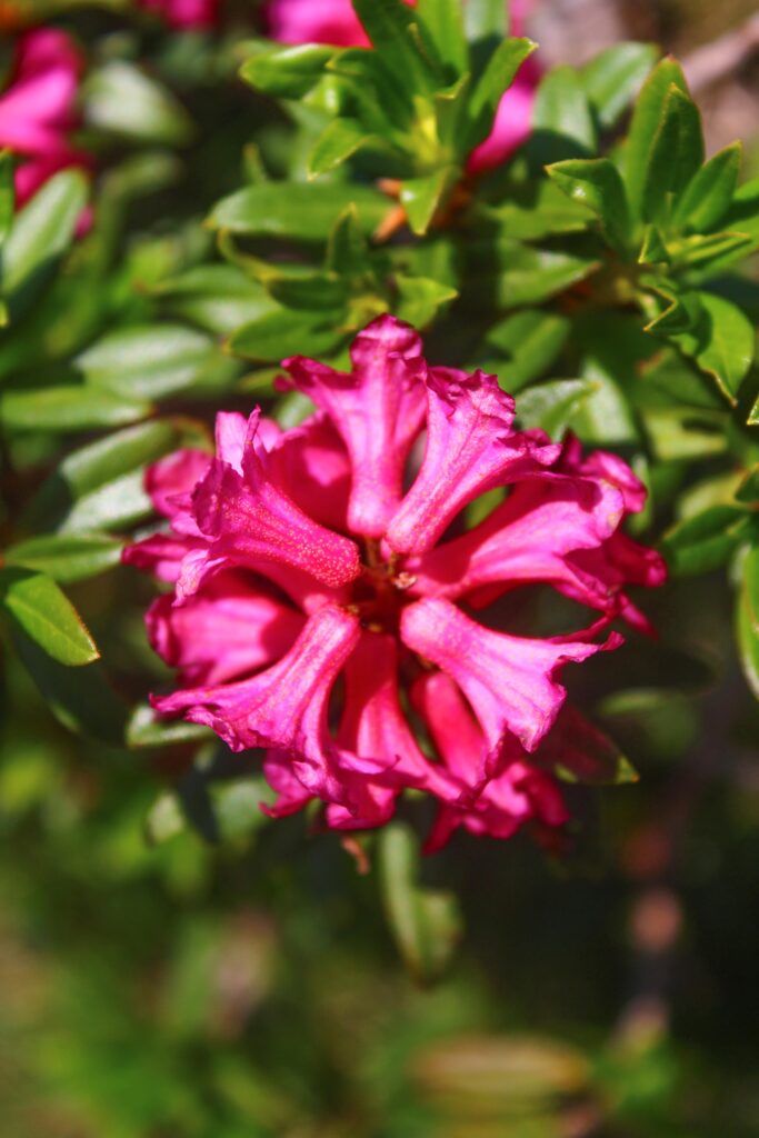 le rhododendron, reine des fleurs de montagne