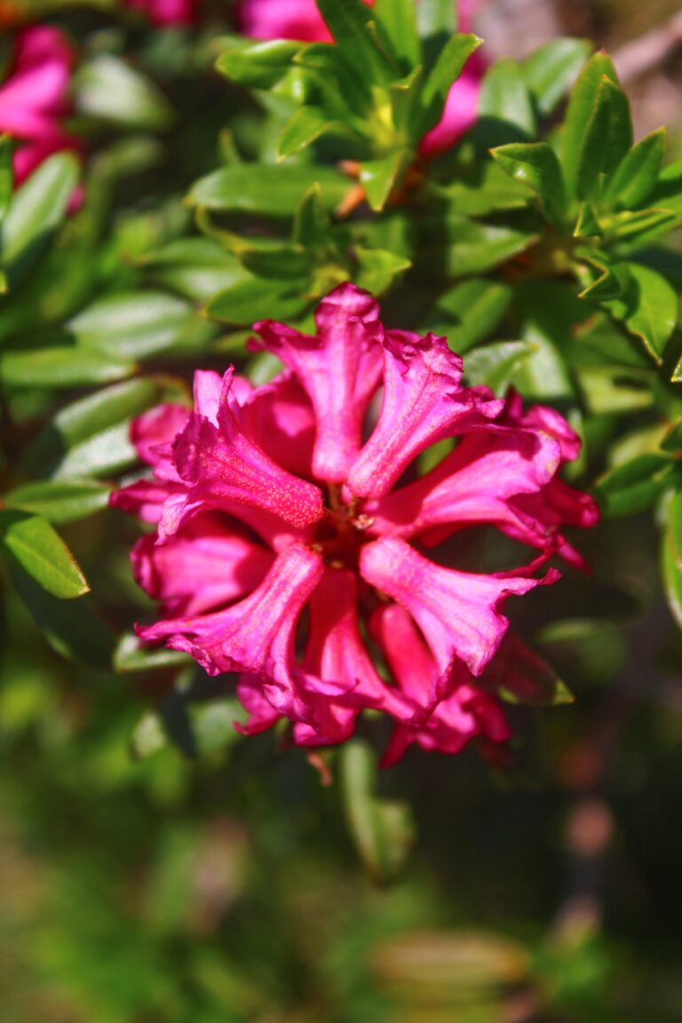 le rhododendron, reine des fleurs de montagne