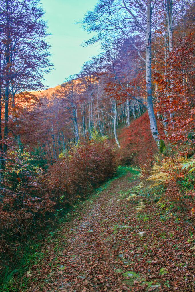 La descente vers Bethmale nous fait traverser la forêt aux couleurs d'automne splendides