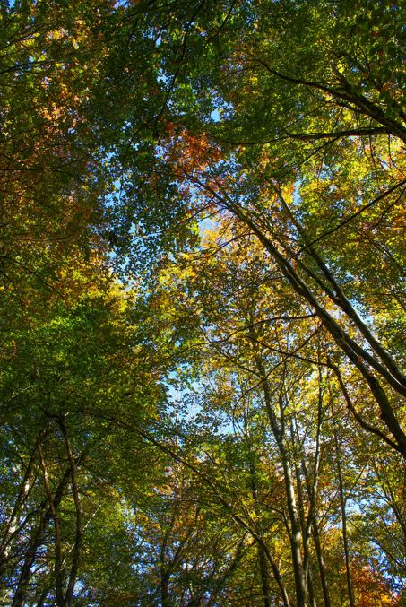 L'automne dans les forêts ariégeoises, à Roquefixade