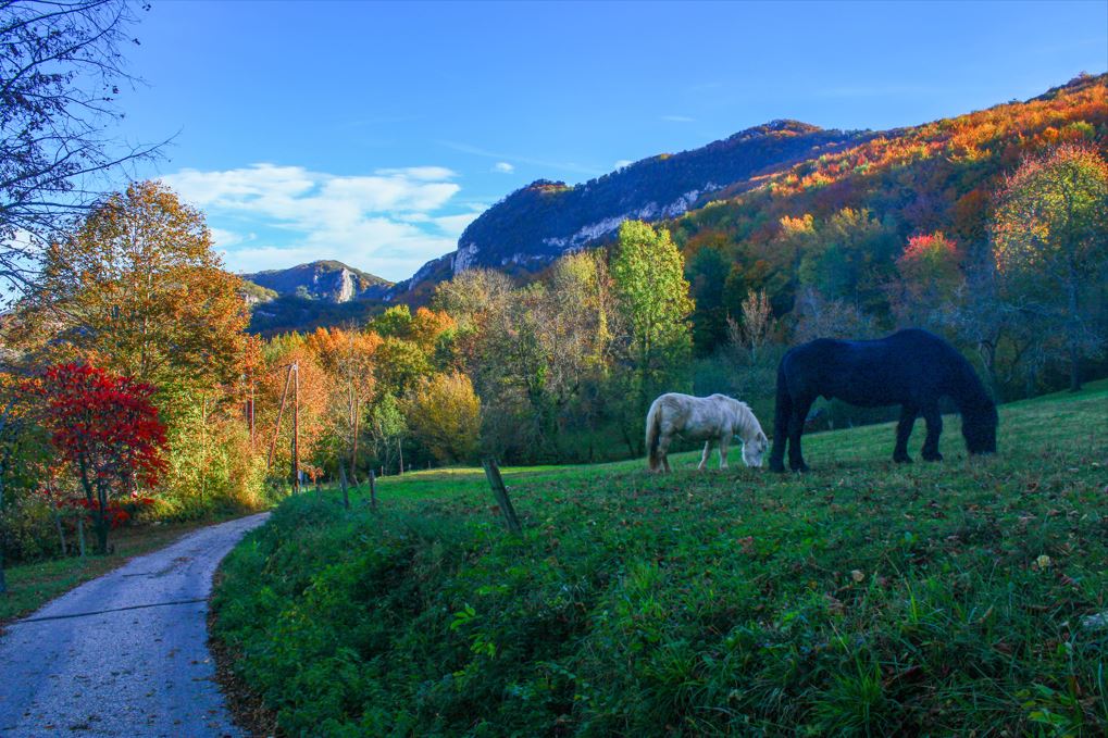 Rencontre avec les chevaux dans une clairière, à l'automne près de Roquefixade