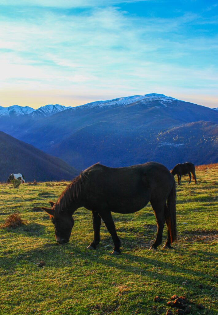 Au col de Larnat, en Ariège, les chevaux paissent avec vue sur les sommets enneigés