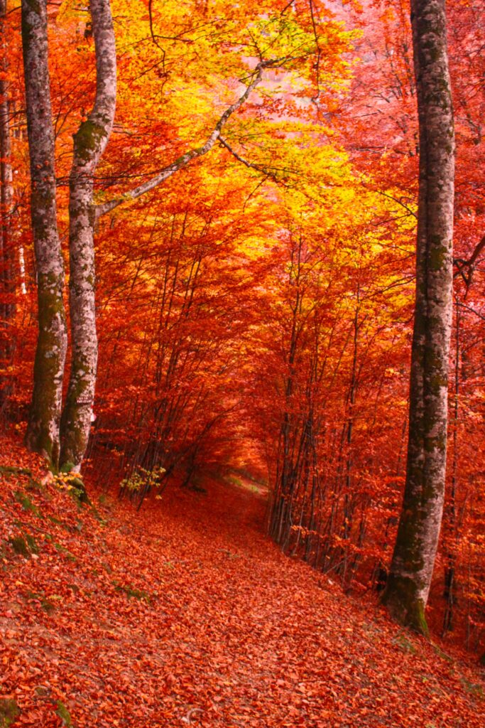 Sentier forestier en automne à Bethmale en Ariège