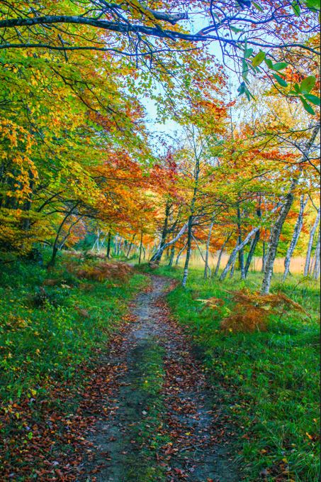 Le pays d'Olmes très coloré à l'automne, randonnée dans les bois