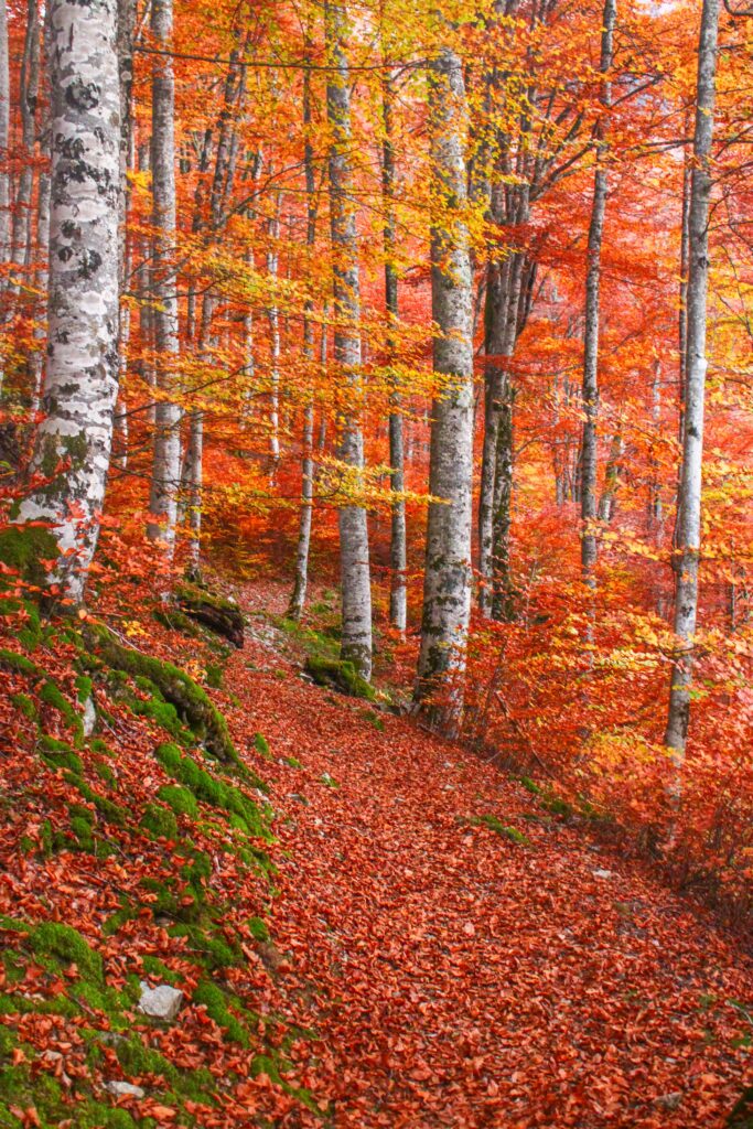 traversée de la forêt de Bethmale et ses couleurs d'automne somptueuses