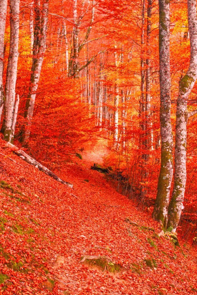 La forêt de Bethmale à l'automne, une explosion de couleurs vives