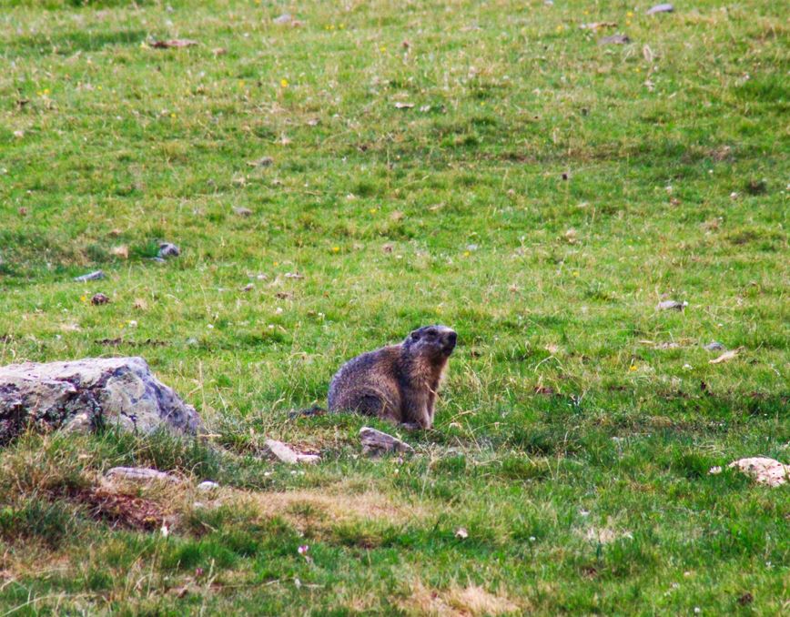 Une marmotte dans le cirque d'Estaubé, au sein du parc national des Pyrénées