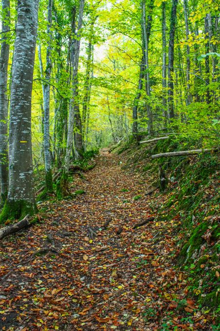 je marche sous les bois orangés en forêt près de Roquefixade, dans l'Ariège
