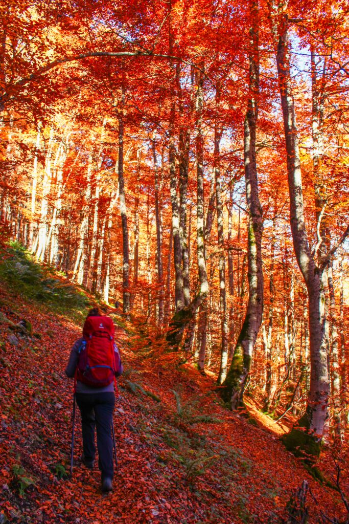 Nous montons vers le col d'Auèdole dans les bois sous de magnifiques lumières d'automne