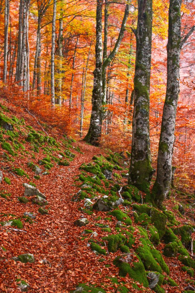 La forêt de Bethmale est vraiment incroyable en automne, nous cheminons sur un sentier magnifique