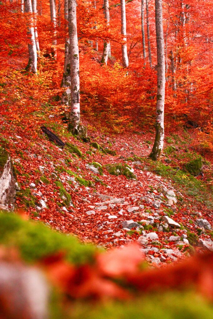 Les splendides forêts de l'Ariège à l'automne, ici à Bethmale dans le Couserans