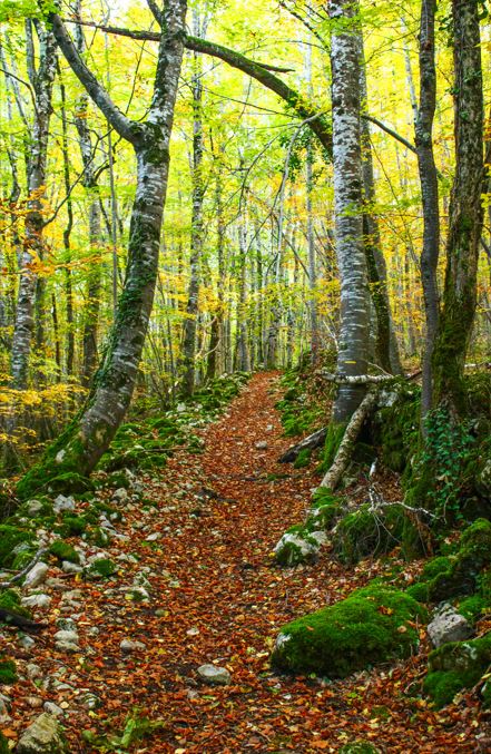 Jolie randonnée automnale dans les bois du pays d'Olmes, à Roquefixade
