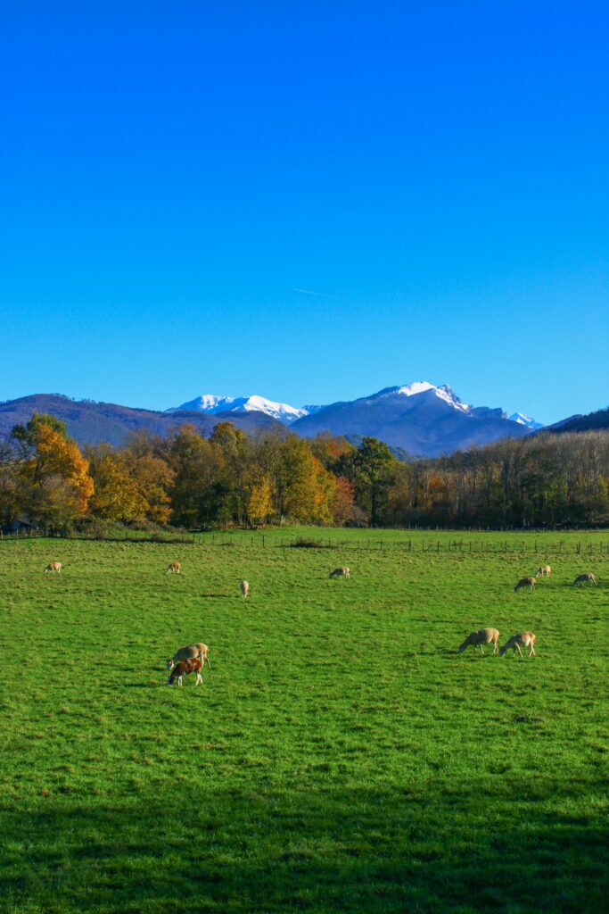 les brebis paissent avec une vue magique sur les sommets enneigés du Luchonnais, au pied des Pyrénées