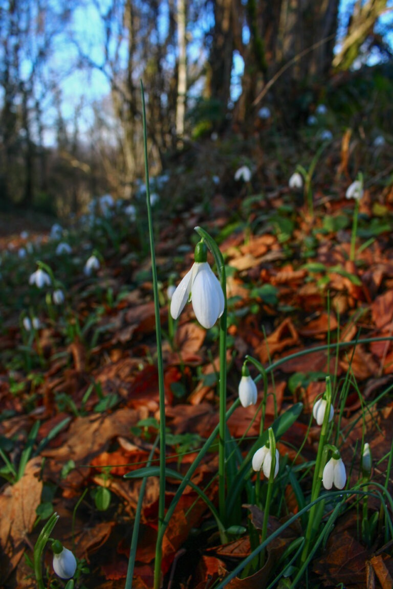 Des milliers de perce-neige bordent les chemins de randonnée ariégeois.