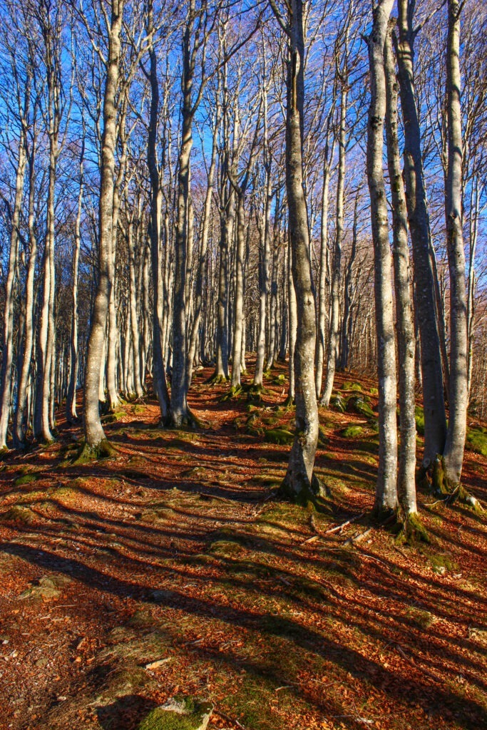 Les forêts que je traverse sur le tour de la Barguillère sont déjà belles en hiver. En été elles doivent être magnifiques !