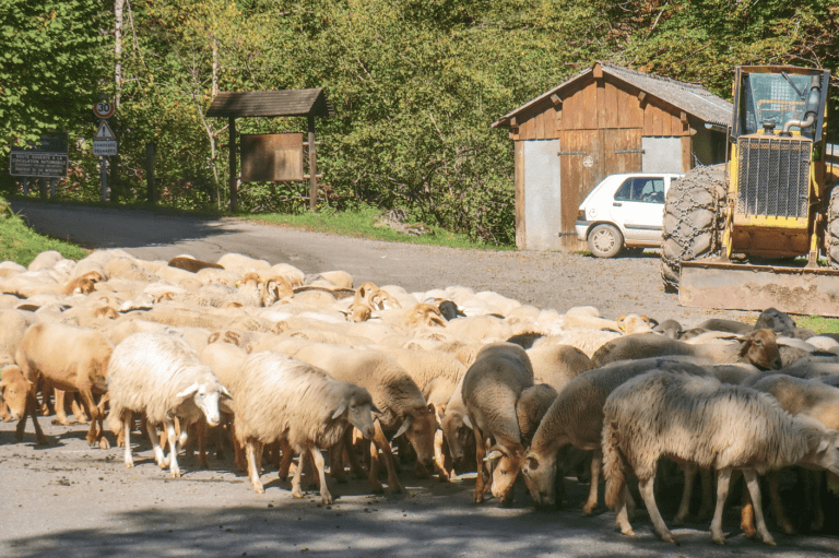 Les troupeaux de brebis sur le GRP Oueil-Larboust
