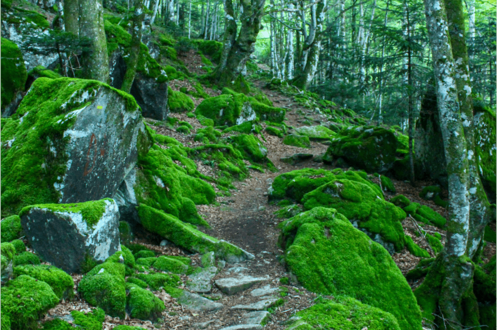 Nous débutons la randonnée par une belle ascension dans une forêt de hêtres