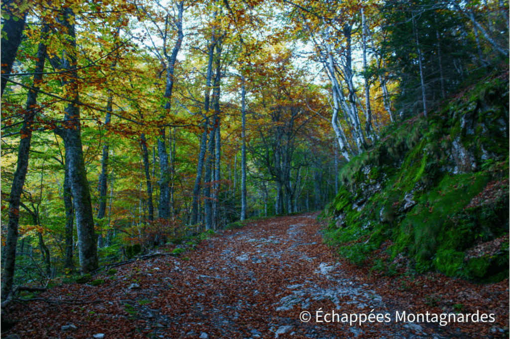 Forêt du massif de Tabe en automne