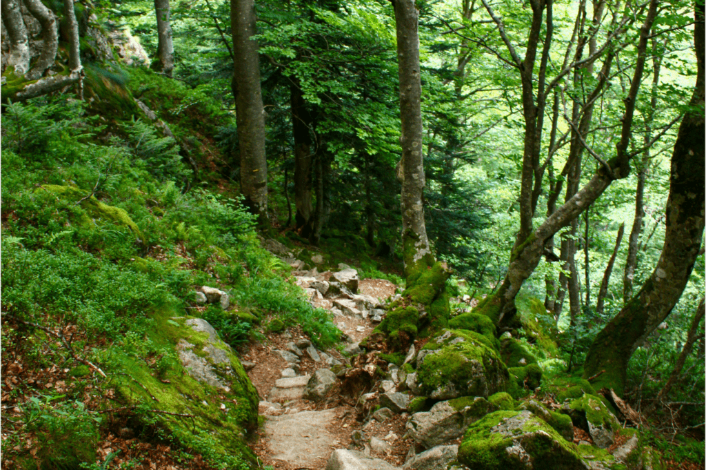 Le sentier redescend en forêt vers le cirque de Garbettou