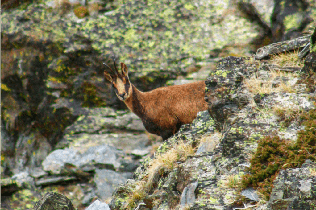 Un isard, au détour d'un sentier dans les Pyrénées